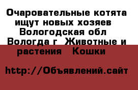 Очаровательные котята ищут новых хозяев - Вологодская обл., Вологда г. Животные и растения » Кошки   